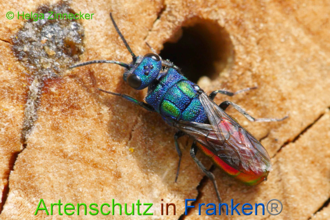© Artenschutz in Franken® Helga Zinnecker Bild zum Eintrag (1009052-160)