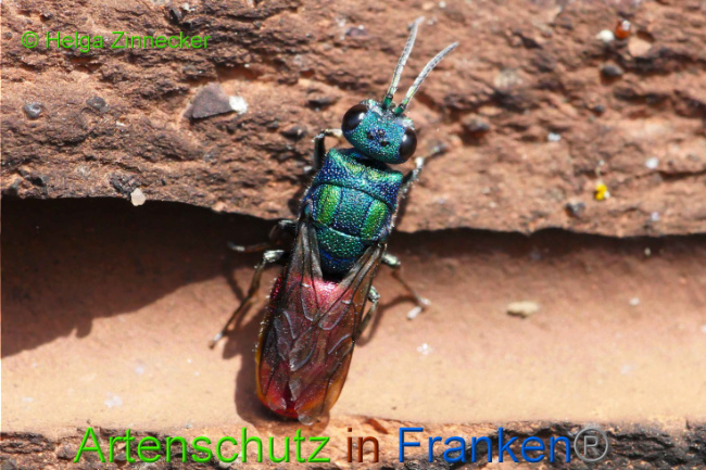 © Artenschutz in Franken® Helga Zinnecker Bild zum Eintrag (1009054-160)