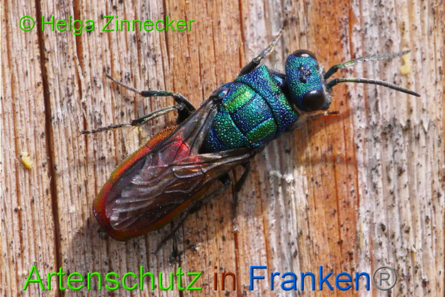 © Artenschutz in Franken® Helga Zinnecker Bild zum Eintrag (1009055-160)