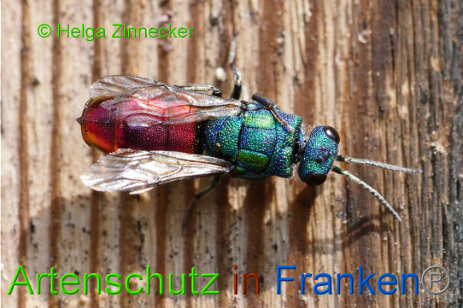 © Artenschutz in Franken® Helga Zinnecker Bild zum Eintrag (1009056-160)