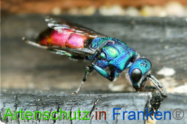 © Artenschutz in Franken® Helga Zinnecker Bild zum Eintrag (1009057-160)