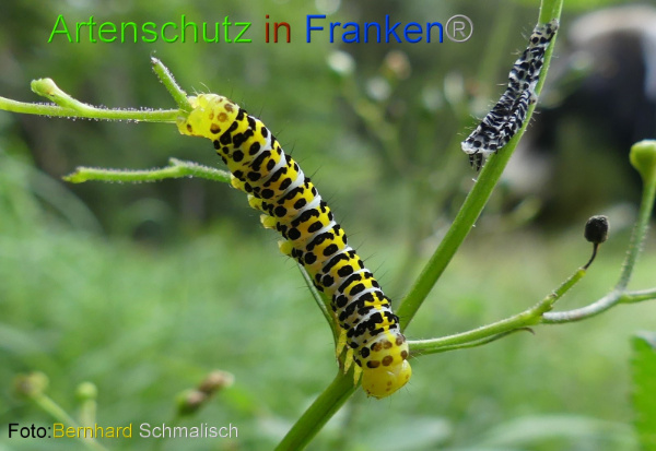 Copyright AiF / Bernhard Schmalisch Bild zum Eintrag (100913-160)
