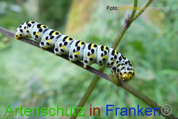Copyright AiF / Bernhard Schmalisch Bild zum Eintrag (100914-160)
