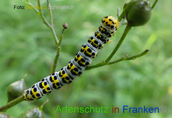 Copyright AiF / Bernhard Schmalisch Bild zum Eintrag (100915-160)