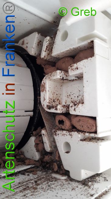 © Artenschutz in Franken® Bild zum Eintrag (1009225-160)