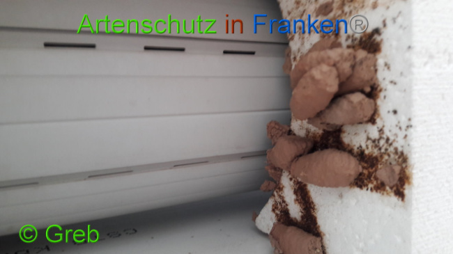 © Artenschutz in Franken® Bild zum Eintrag (1009227-160)