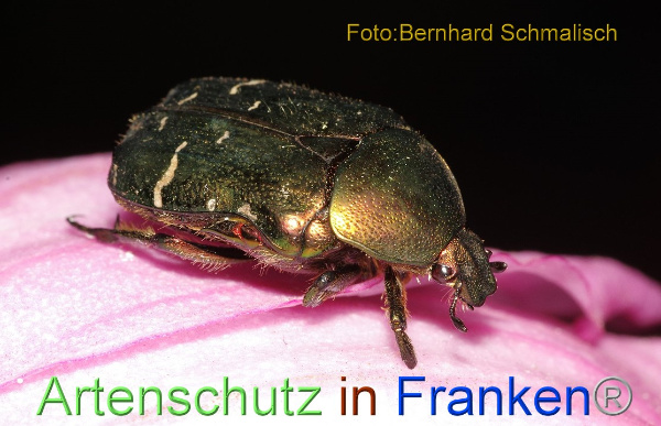 Copyright AiF / Bernhard Schmalisch Bild zum Eintrag (100927-160)