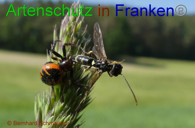 © Artenschutz in Franken® Bild zum Eintrag (1009569-160)