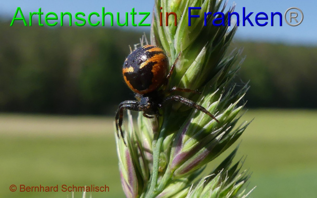 © Artenschutz in Franken® Bild zum Eintrag (1009570-160)