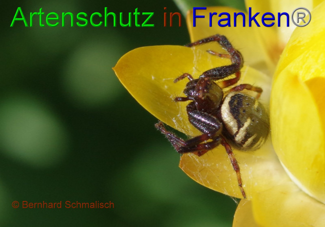 © Artenschutz in Franken® Bild zum Eintrag (1009571-160)