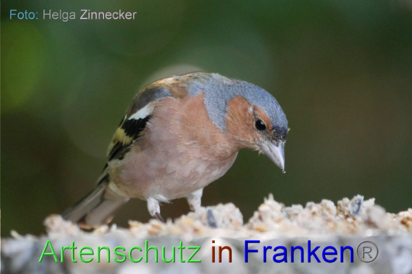 Copyright AiF / Helga Zinnecker Bild zum Eintrag (100963-160)