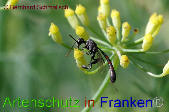 © Artenschutz in Franken® Bernhard Schmalisch Bild zum Eintrag (1009699-160)