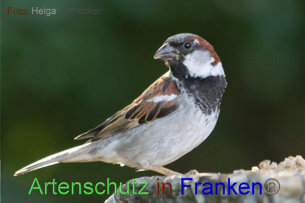 Copyright AiF - Helga Zinnecker Bild zum Eintrag (100976-160)