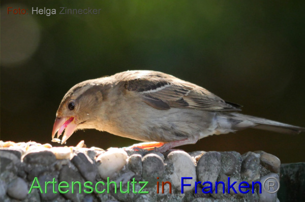 Copyright AiF - Helga Zinnecker Bild zum Eintrag (100977-160)