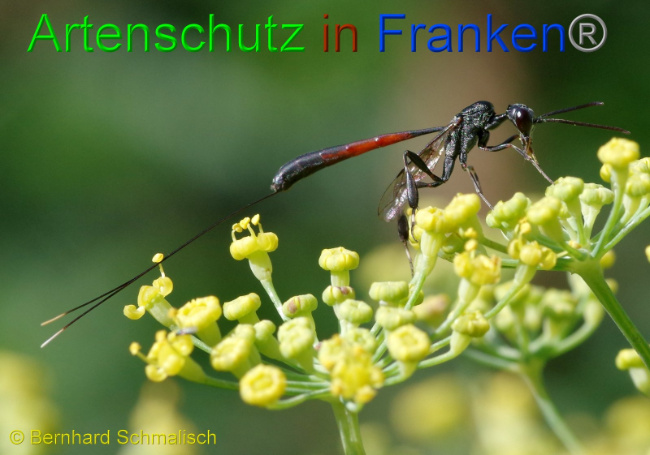 © Artenschutz in Franken® Bernhard Schmalisch Bild zum Eintrag (1009791-160)