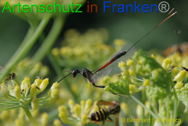 © Artenschutz in Franken® Bernhard Schmalisch Bild zum Eintrag (1009793-160)