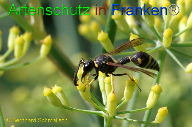 © Artenschutz in Franken® Bernhard Schmalisch Bild zum Eintrag (1009798-160)