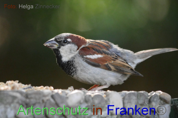 Copyright AiF - Helga Zinnecker Bild zum Eintrag (100982-160)