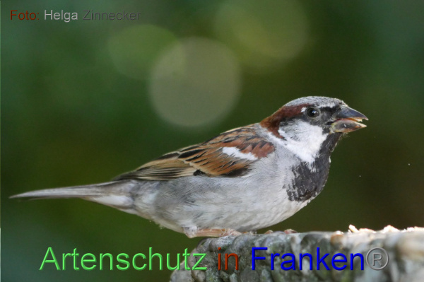 Copyright AiF - Helga Zinnecker Bild zum Eintrag (100983-160)