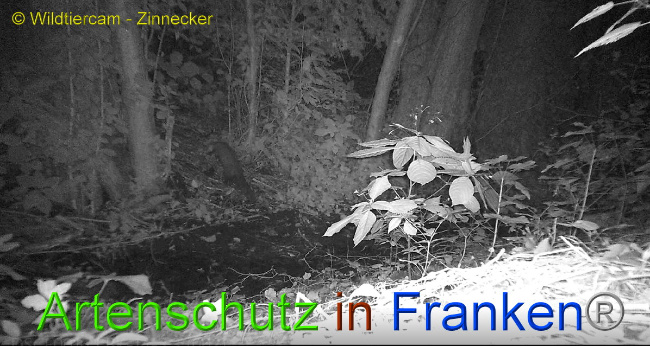 © Artenschutz in Franken® / Wildtiercam - Zinnecker Bild zum Eintrag (1009839-160)