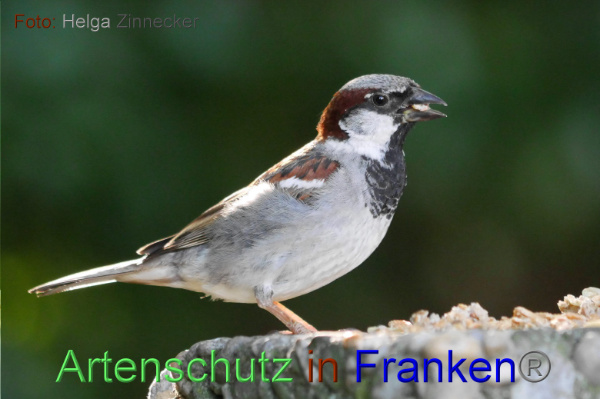 Copyright AiF - Helga Zinnecker Bild zum Eintrag (100984-160)