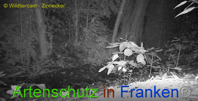 © Artenschutz in Franken® / Wildtiercam - Zinnecker Bild zum Eintrag (1009840-160)