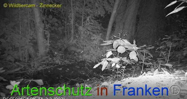 © Artenschutz in Franken® / Wildtiercam - Zinnecker Bild zum Eintrag (1009841-160)