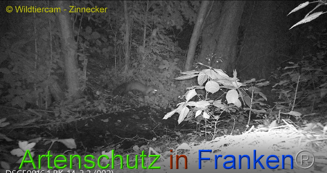 © Artenschutz in Franken® / Wildtiercam - Zinnecker Bild zum Eintrag (1009842-160)
