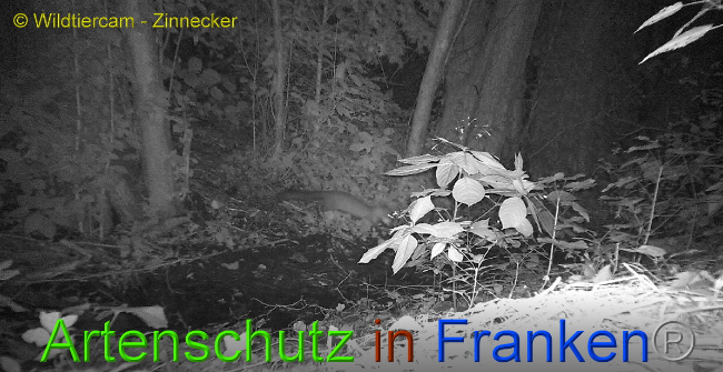 © Artenschutz in Franken® / Wildtiercam - Zinnecker Bild zum Eintrag (1009843-160)