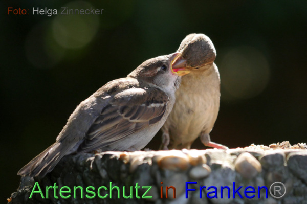 Copyright AiF - Helga Zinnecker Bild zum Eintrag (100989-160)