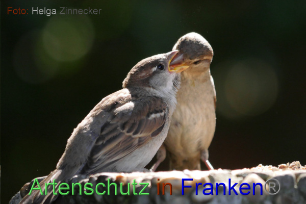 Copyright AiF - Helga Zinnecker Bild zum Eintrag (100990-160)