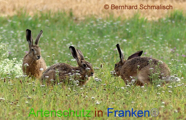 © Artenschutz in Franken® Bernhard Schmalisch Bild zum Eintrag (1009934-160)