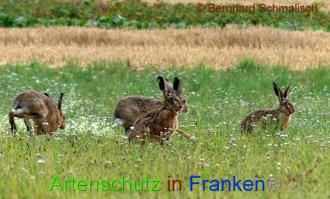 © Artenschutz in Franken® Bernhard Schmalisch Bild zum Eintrag (1009936-160)