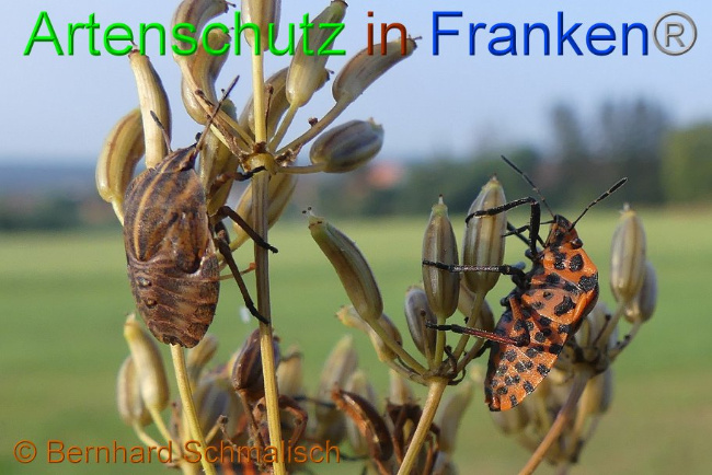 © Artenschutz in Franken® Bernhard Schmalisch Bild zum Eintrag (1010030-160)