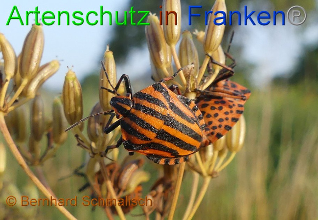 © Artenschutz in Franken® Bernhard Schmalisch Bild zum Eintrag (1010032-160)