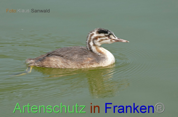Copyright AiF - Klaus Sanwald Bild zum Eintrag (101008-160)