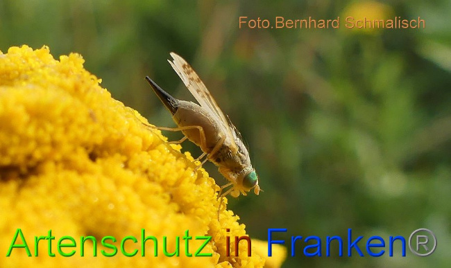 © Artenschutz in Franken® Bernhard Schmalisch Bild zum Eintrag (1010090-160)