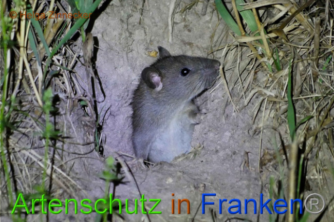 © Artenschutz in Franken® Helga Zinnecker Bild zum Eintrag (1010130-160)