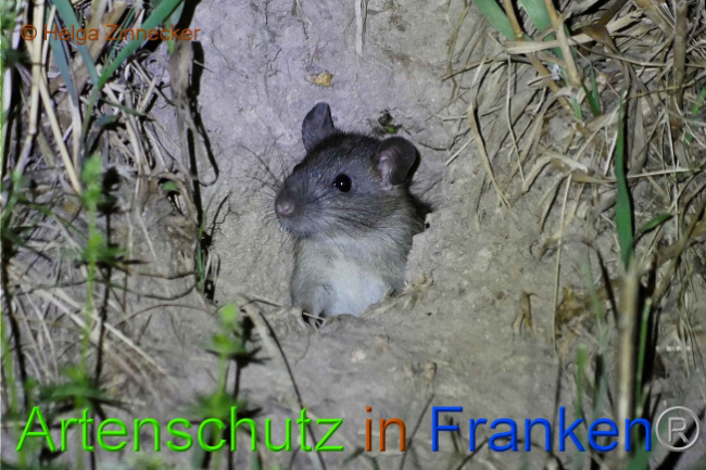 © Artenschutz in Franken® Helga Zinnecker Bild zum Eintrag (1010131-160)
