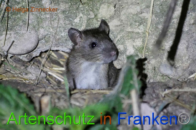 © Artenschutz in Franken® Helga Zinnecker Bild zum Eintrag (1010132-160)