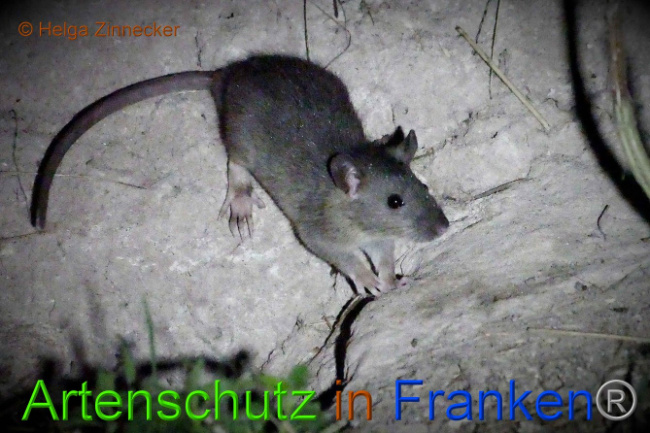 © Artenschutz in Franken® Helga Zinnecker Bild zum Eintrag (1010139-160)