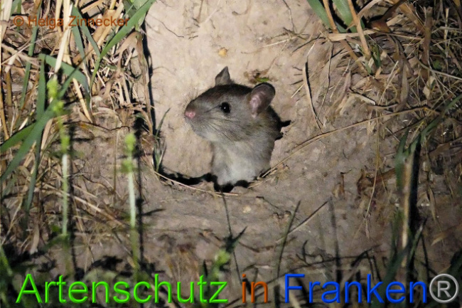 © Artenschutz in Franken® Helga Zinnecker Bild zum Eintrag (1010142-160)