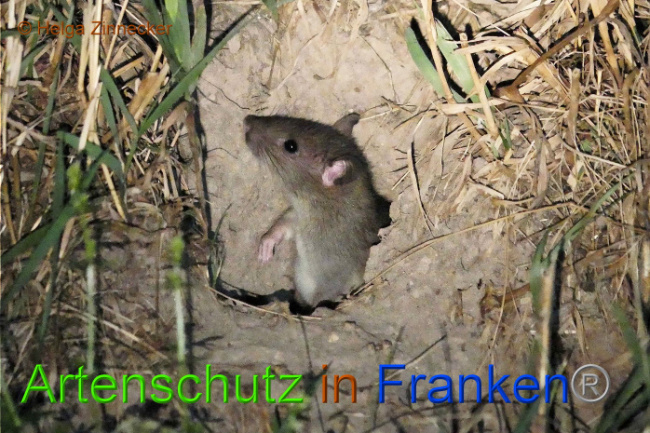 © Artenschutz in Franken® Helga Zinnecker Bild zum Eintrag (1010143-160)