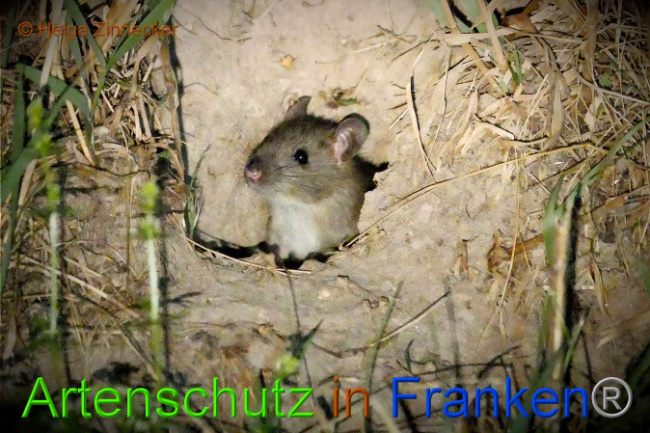 © Artenschutz in Franken® Helga Zinnecker Bild zum Eintrag (1010144-160)