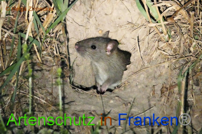 © Artenschutz in Franken® Helga Zinnecker Bild zum Eintrag (1010145-160)