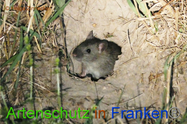 © Artenschutz in Franken® Helga Zinnecker Bild zum Eintrag (1010148-160)