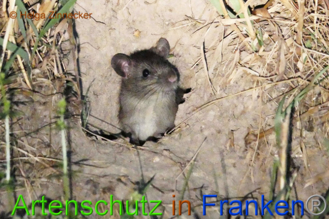 © Artenschutz in Franken® Helga Zinnecker Bild zum Eintrag (1010149-160)