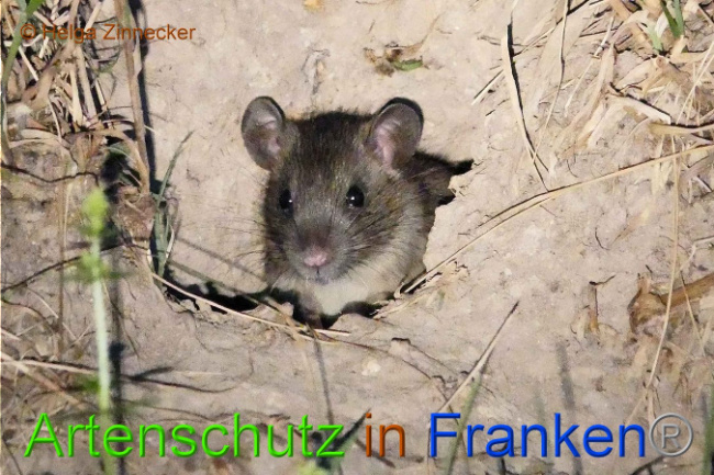 © Artenschutz in Franken® Helga Zinnecker Bild zum Eintrag (1010150-160)