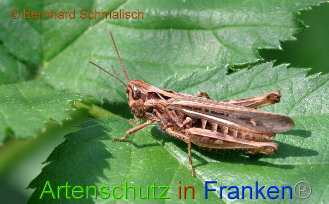 © Artenschutz in Franken® Bernhard Schmalisch Bild zum Eintrag (1010158-160)