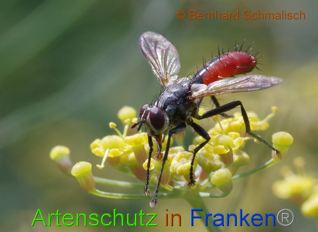 © Artenschutz in Franken® Helga Zinnecker Bild zum Eintrag (1010162-160)